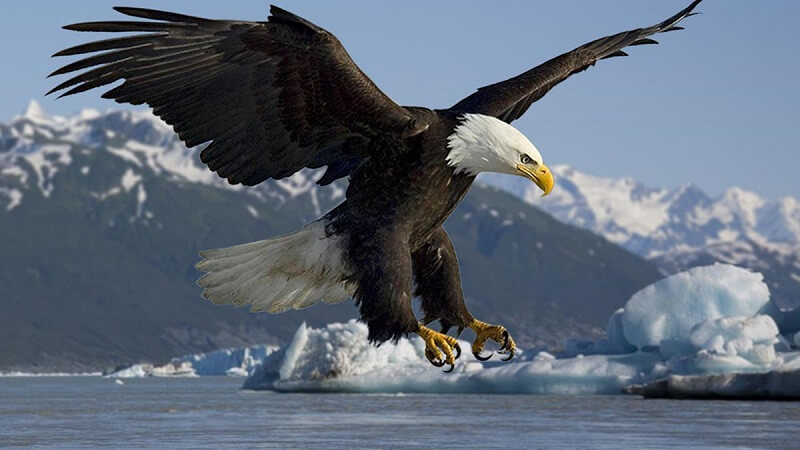 Đại bàng- Biểu tượng của tham vọng