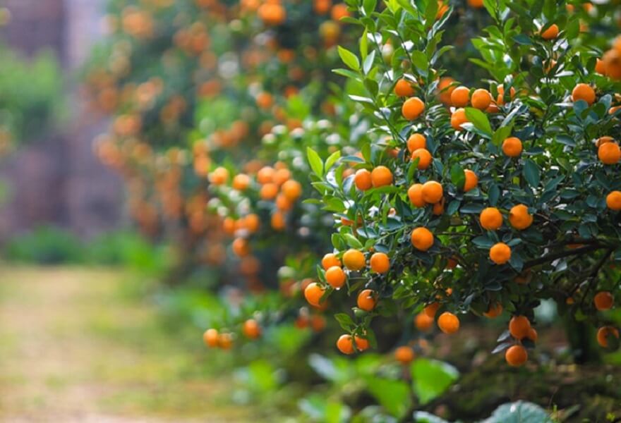 Kinh doanh cây cảnh dịp tết